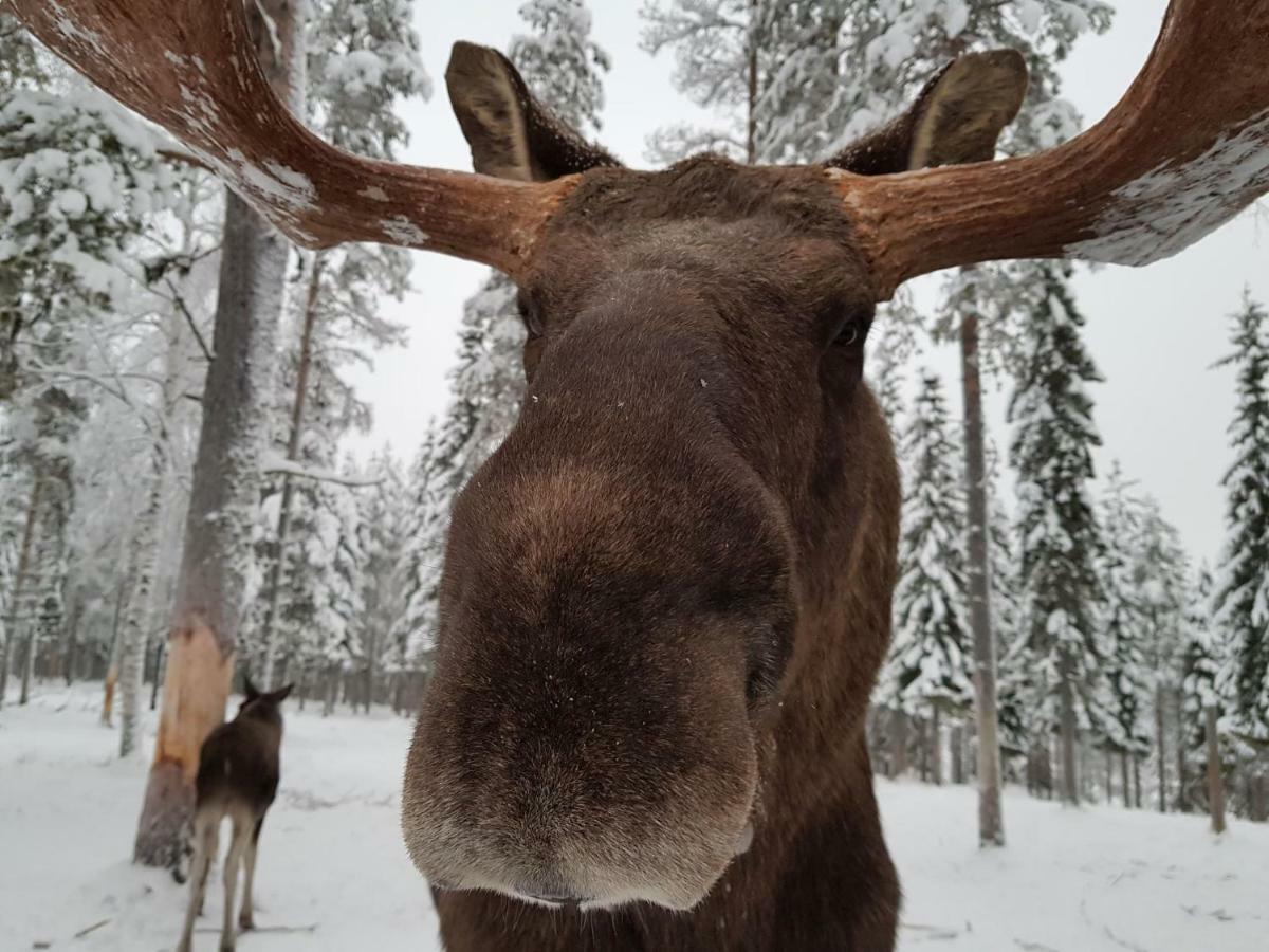 ホテル The Friendly Moose Overtornea エクステリア 写真